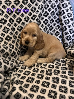 Cocker Spaniel Anglais