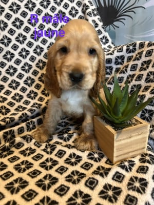 Les chiots de Cocker Spaniel Anglais
