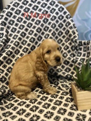 Les chiots de Cocker Spaniel Anglais