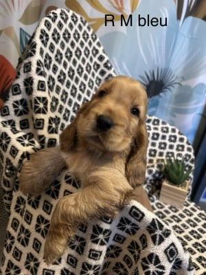 Les chiots de Cocker Spaniel Anglais