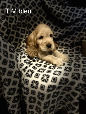 Les chiots de Cocker Spaniel Anglais