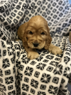 Les chiots de Cocker Spaniel Anglais