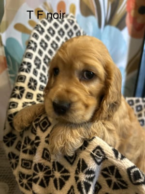 Les chiots de Cocker Spaniel Anglais
