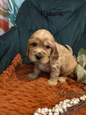 Les chiots de Cocker Spaniel Anglais
