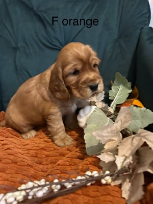 Les chiots de Cocker Spaniel Anglais