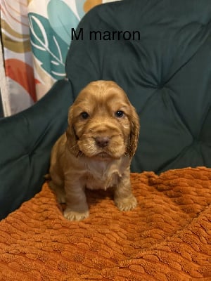 Les chiots de Cocker Spaniel Anglais