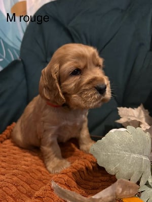 Les chiots de Cocker Spaniel Anglais