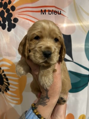 Les chiots de Cocker Spaniel Anglais