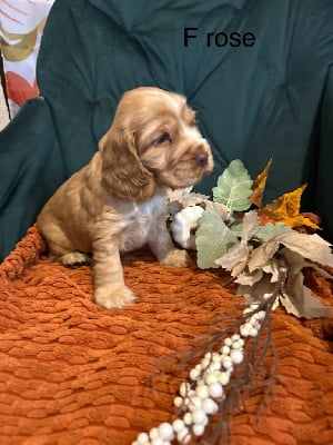 Les chiots de Cocker Spaniel Anglais