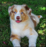 Les Eleveurs De Chiens De Race Berger Australien En Tous Departements France Inscrits Sur Chiens De France