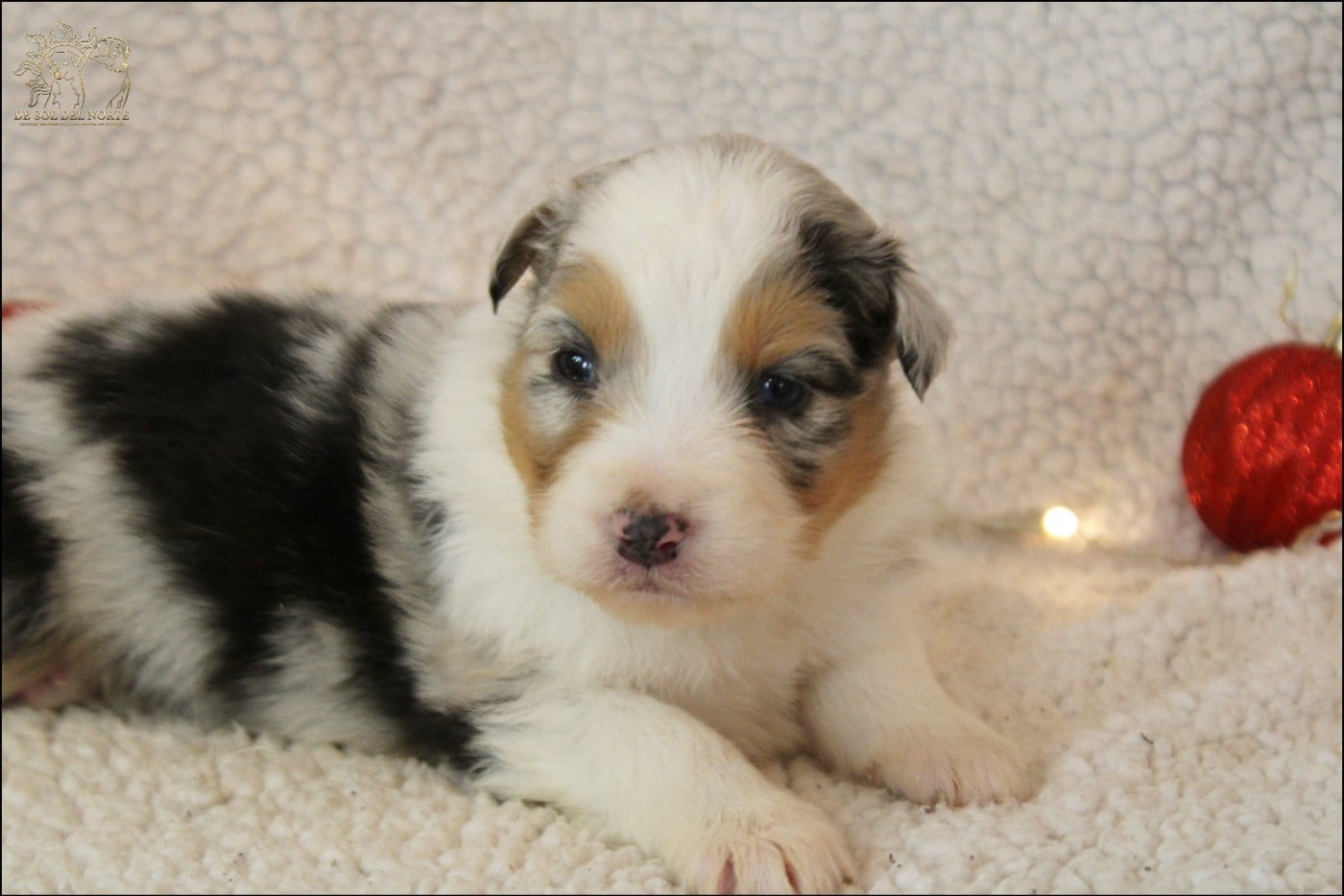 Berger Australien - De Sol Del Norte