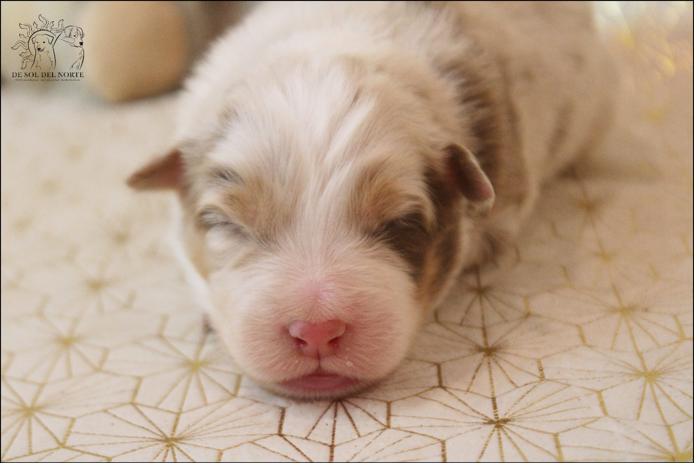 Berger Australien - De Sol Del Norte