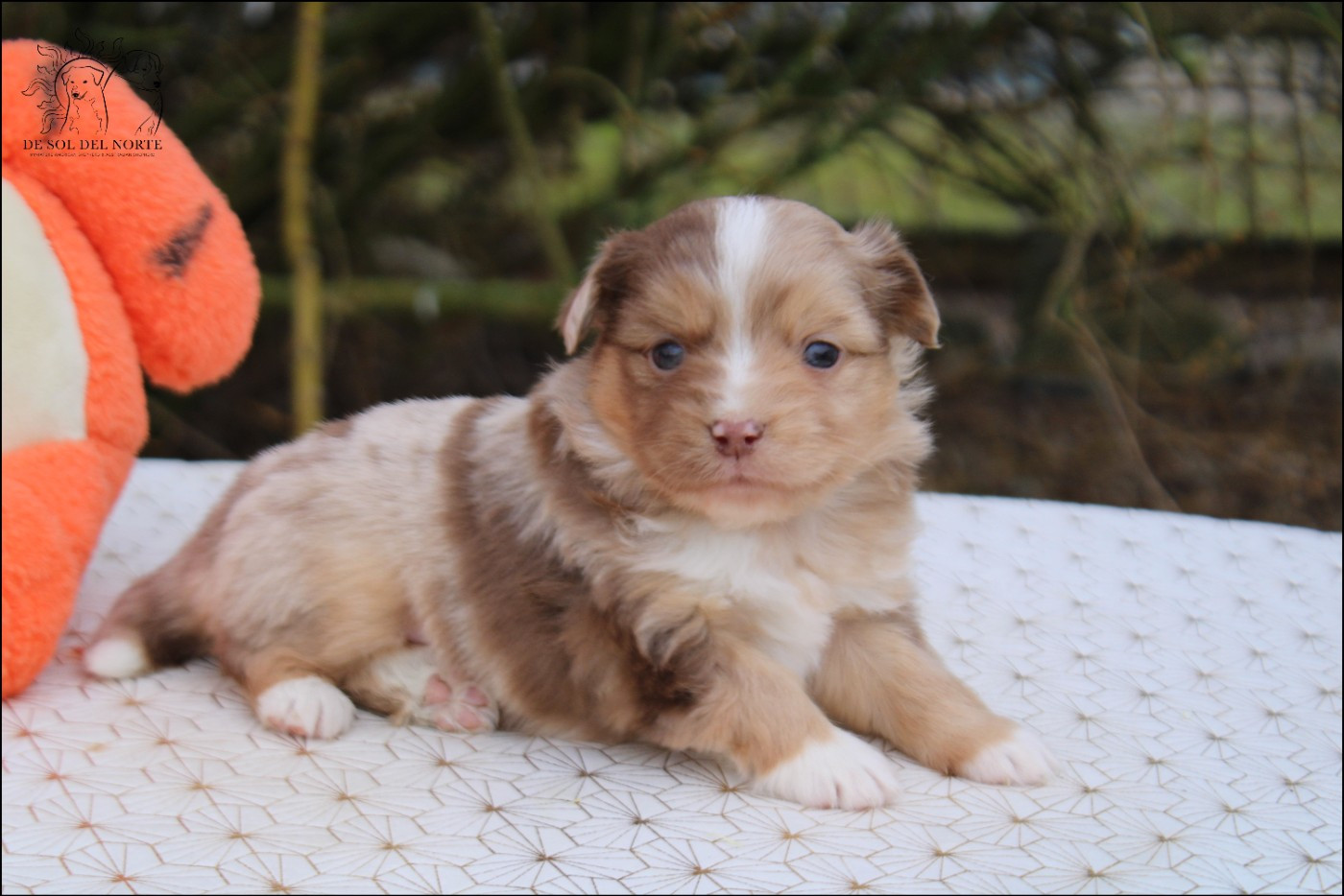 A dream baby Praline