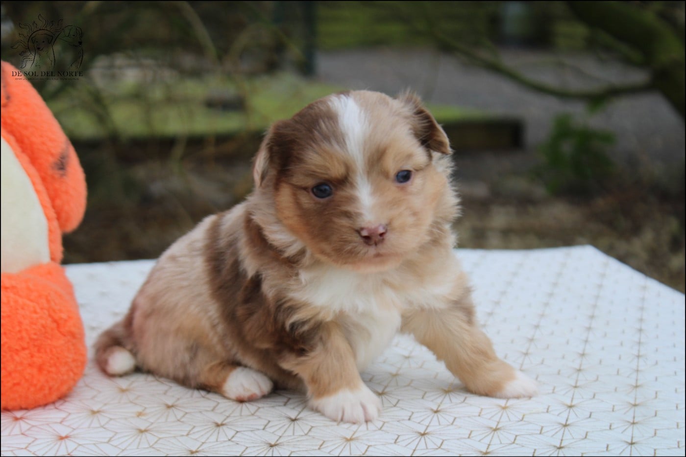 A dream baby Praline