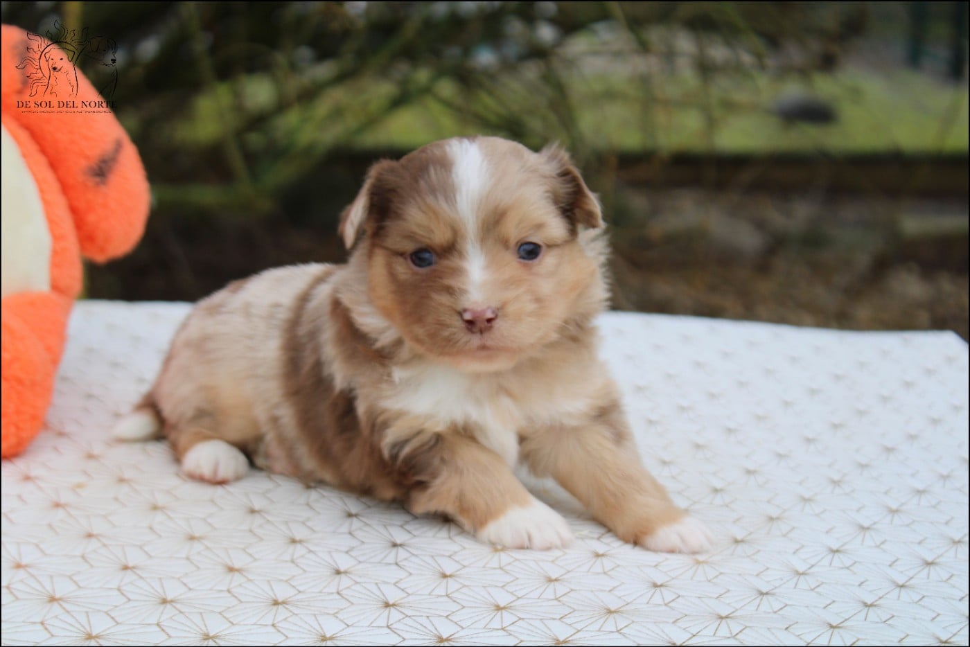 A dream baby Praline