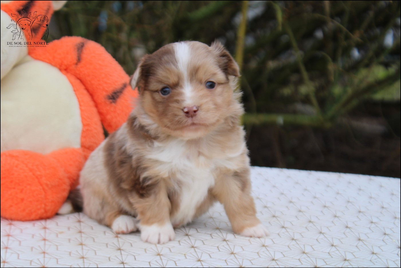 A dream baby Praline