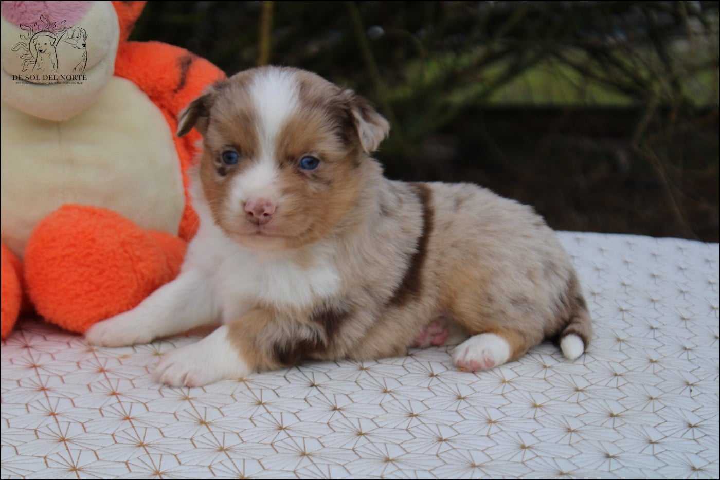 Berger Américain Miniature  - De Sol Del Norte