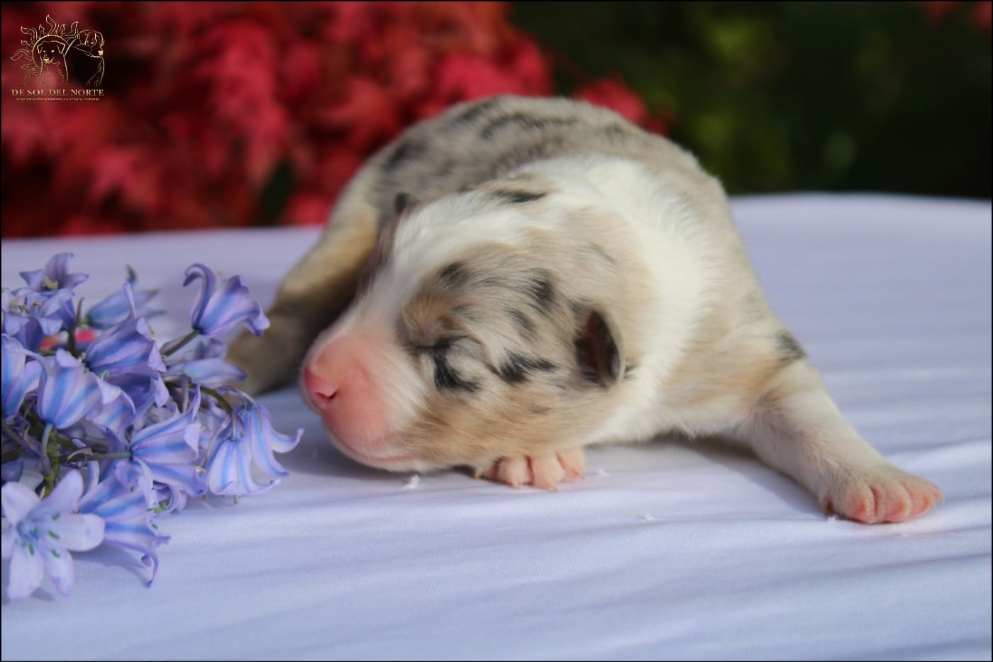 Berger Australien - De Sol Del Norte