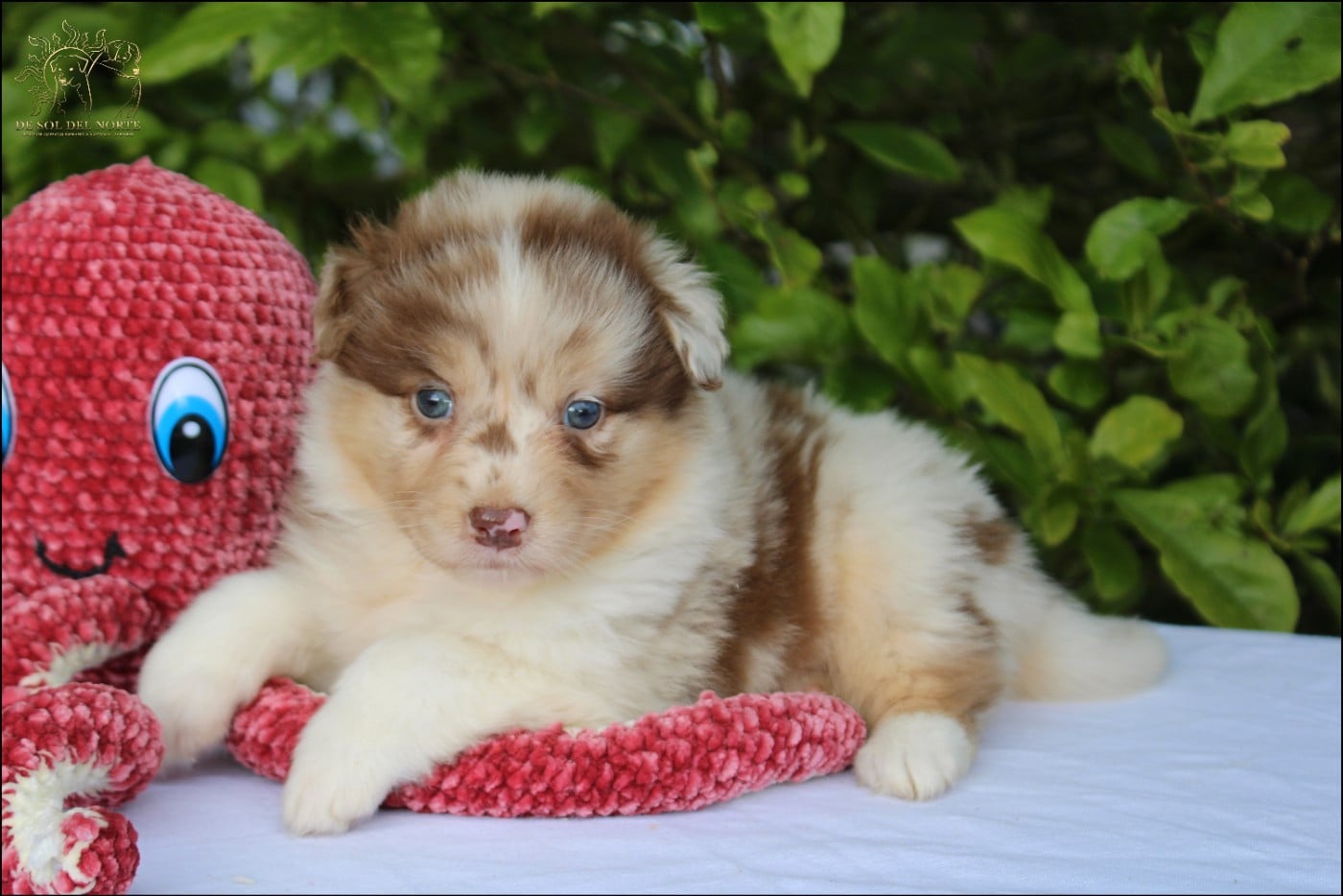 Baby King Bonnye