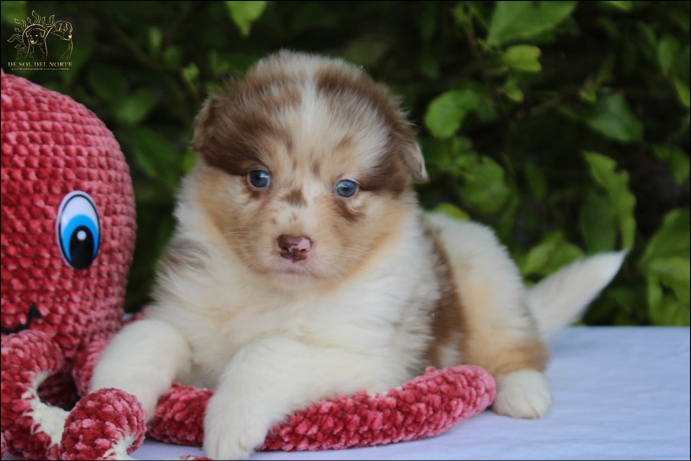 Baby King Bonnye