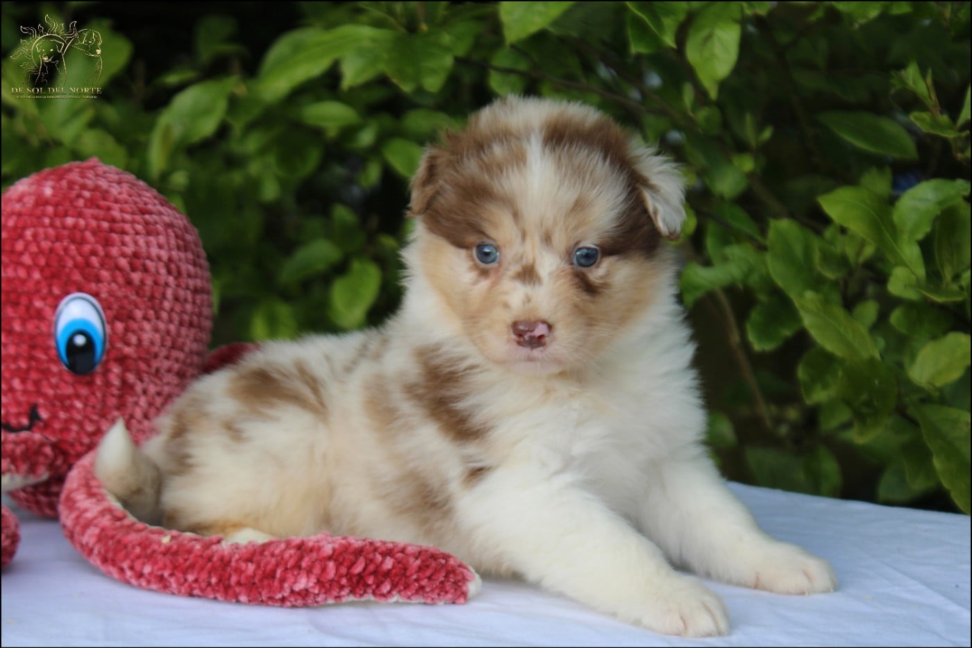 Baby King Bonnye