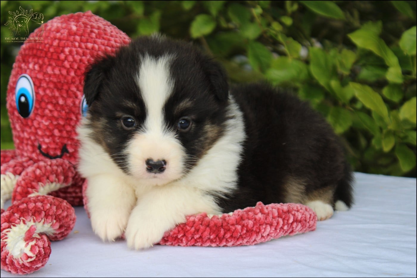 Baby King ...