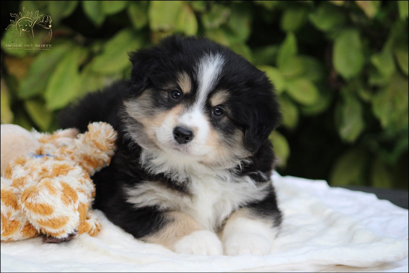 Chiot N°1