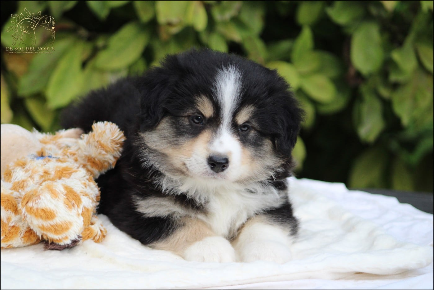 Chiot N°1