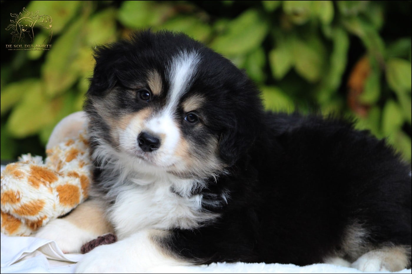 Chiot N°1