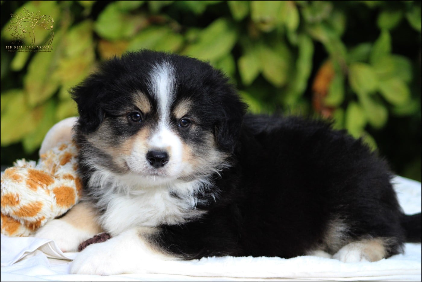 Chiot N°1