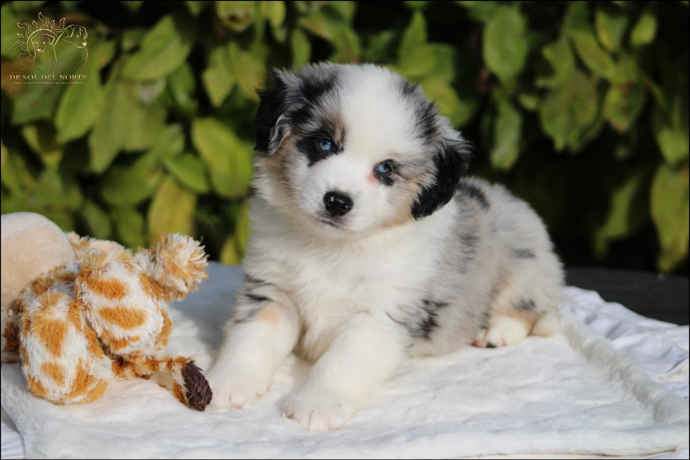 Chiot N°2