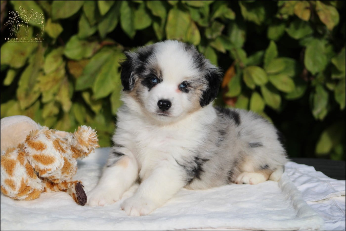 Chiot N°2