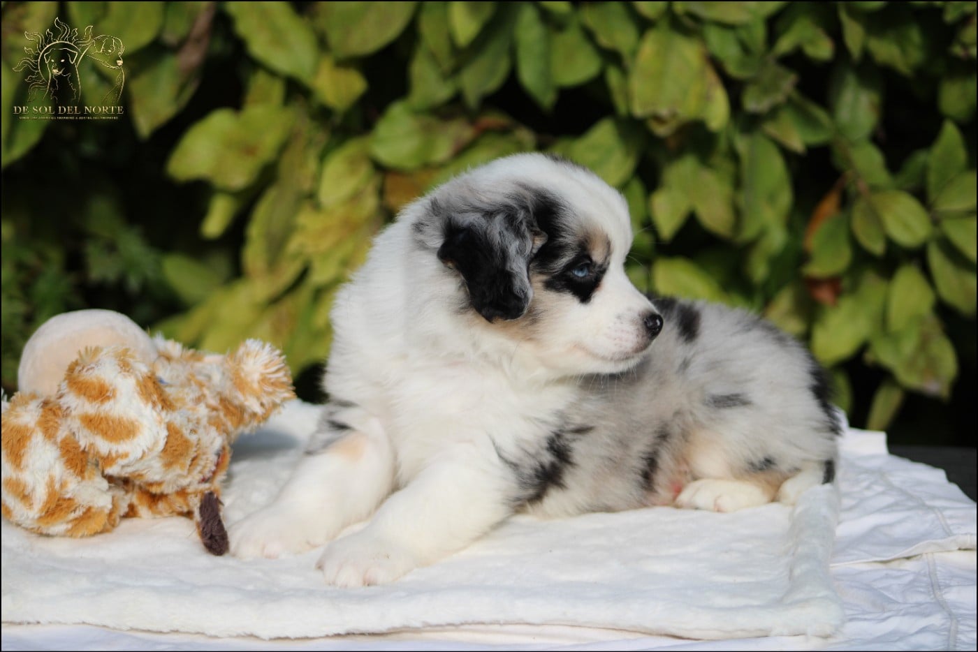 Chiot N°2