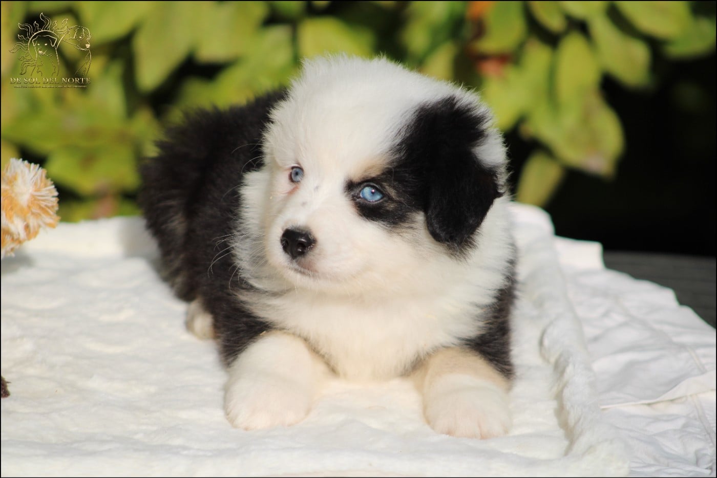 Chiot N°3