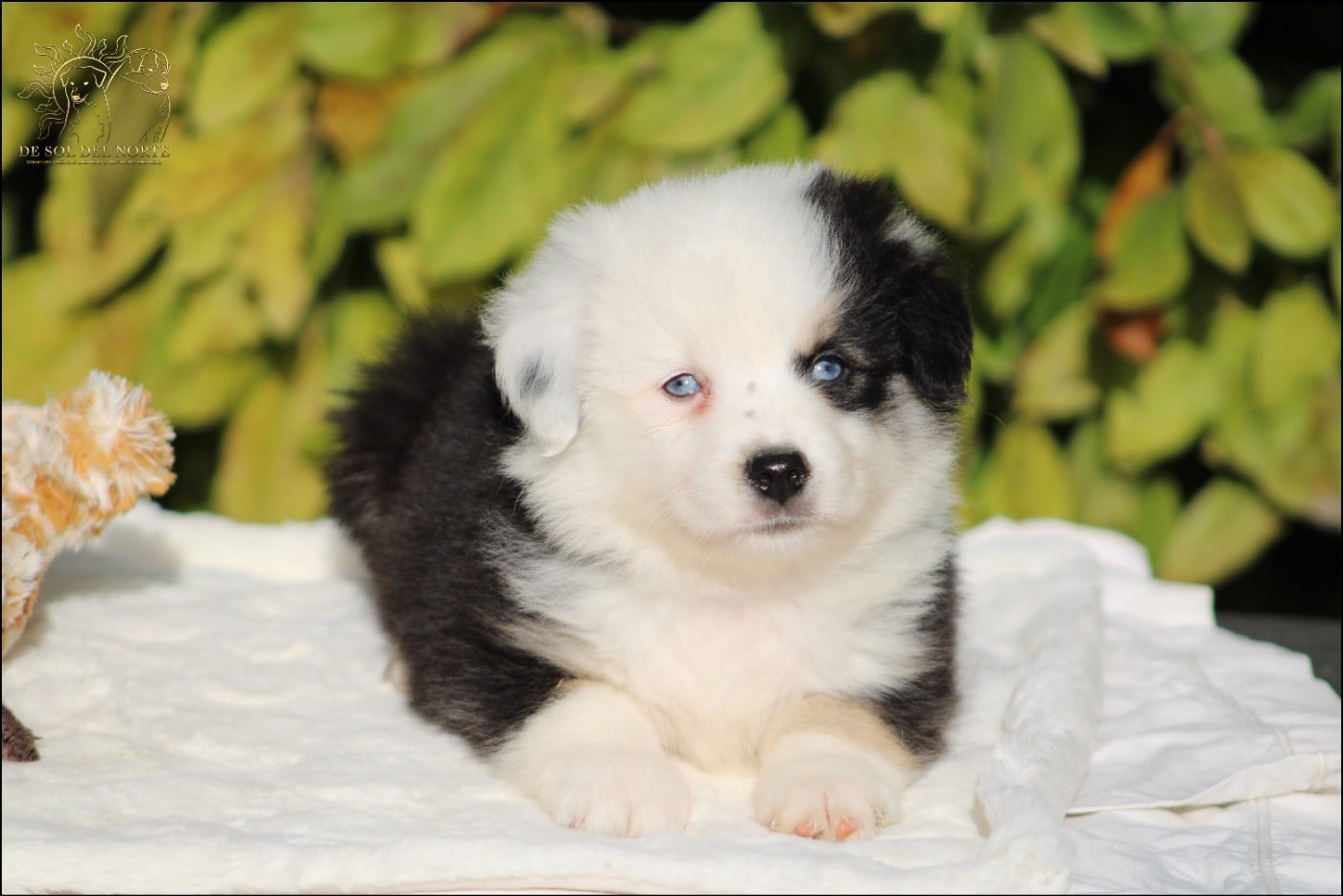 Chiot N°3