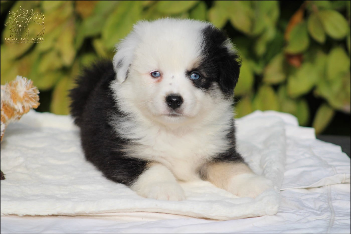 Chiot N°3