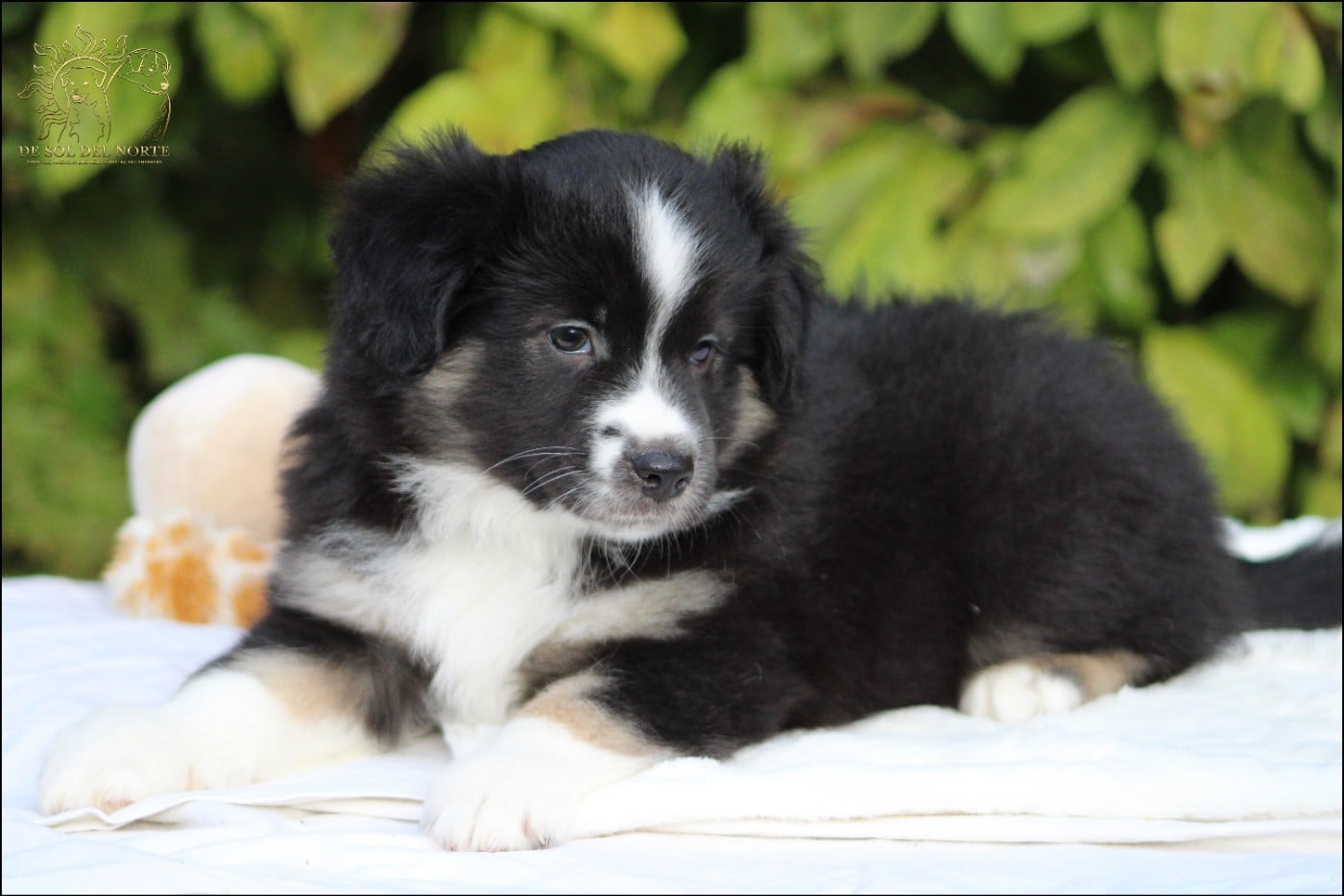 Chiot N°5