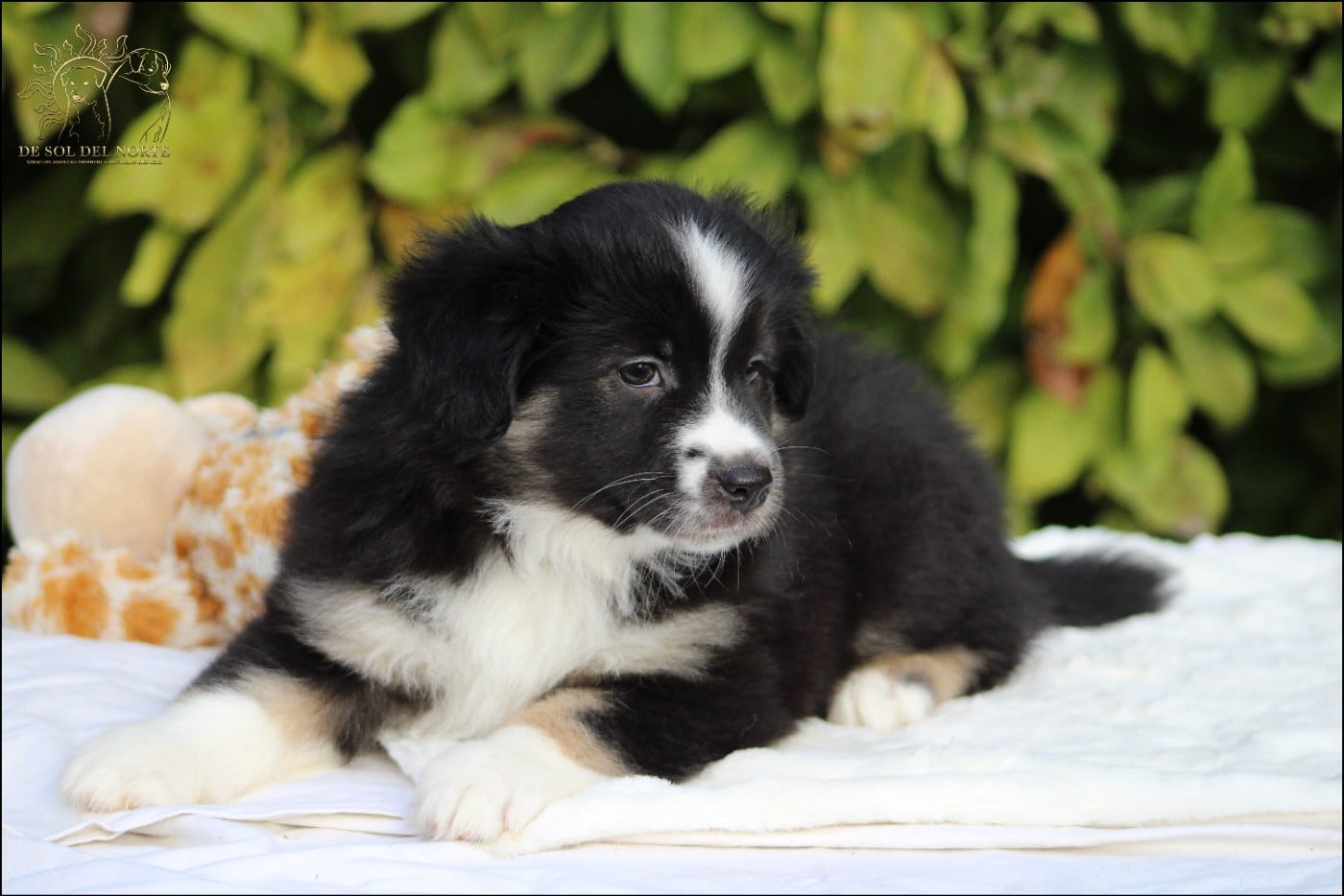 Chiot N°5