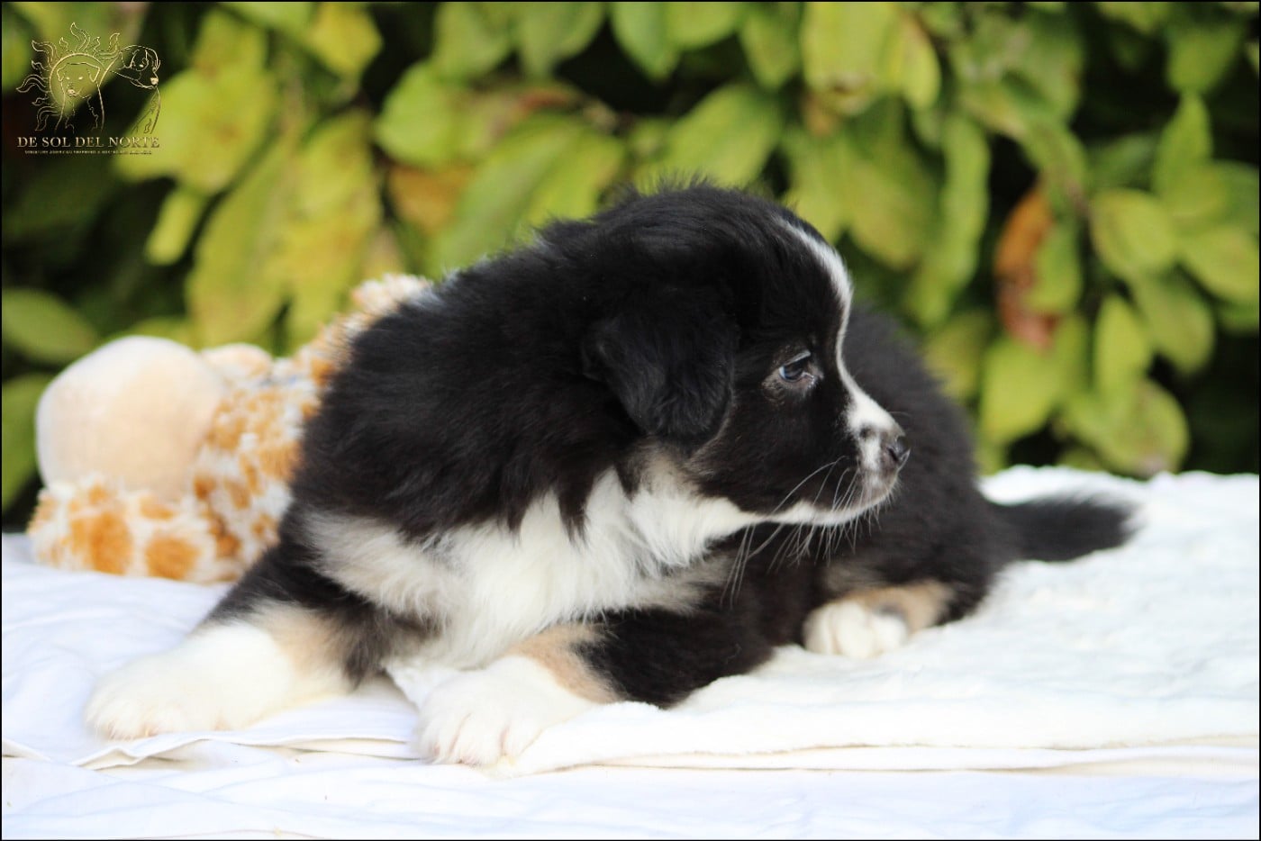 Chiot N°5
