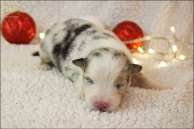Les chiots de Berger Australien