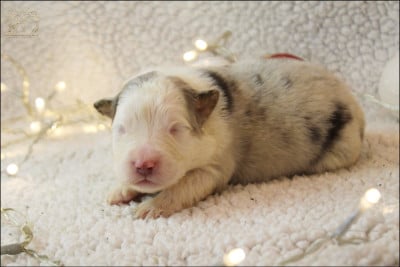 Les chiots de Berger Australien