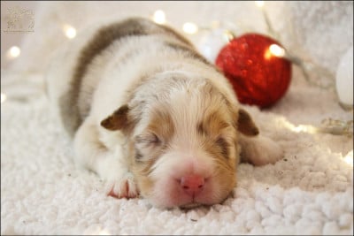 Les chiots de Berger Australien