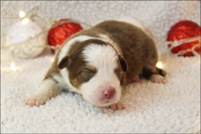Les chiots de Berger Australien