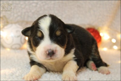 Les chiots de Berger Australien