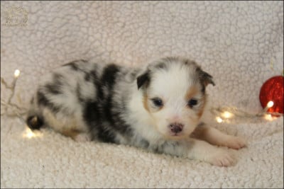 Les chiots de Berger Australien