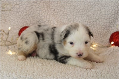 Les chiots de Berger Australien