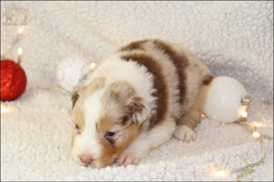 Les chiots de Berger Australien
