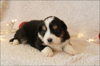 Les chiots de Berger Australien