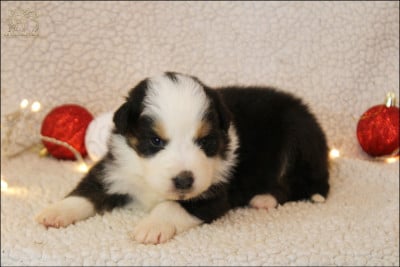 Les chiots de Berger Australien