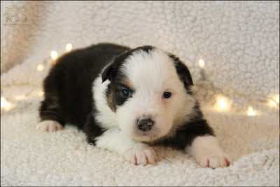 Les chiots de Berger Australien
